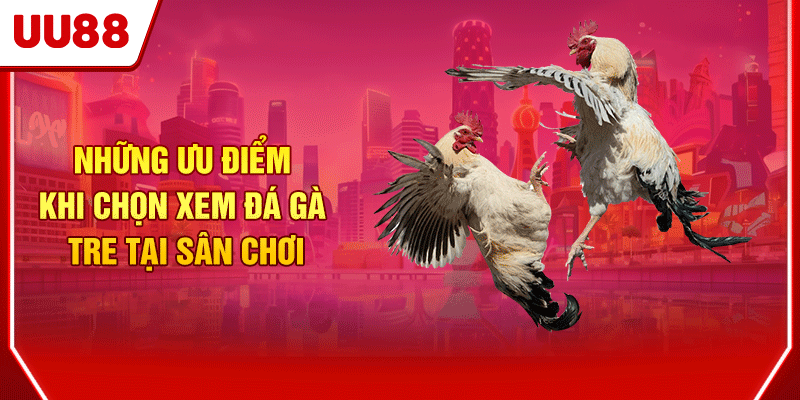 Những ưu điểm khi chọn xem đá gà tre tại sân chơi